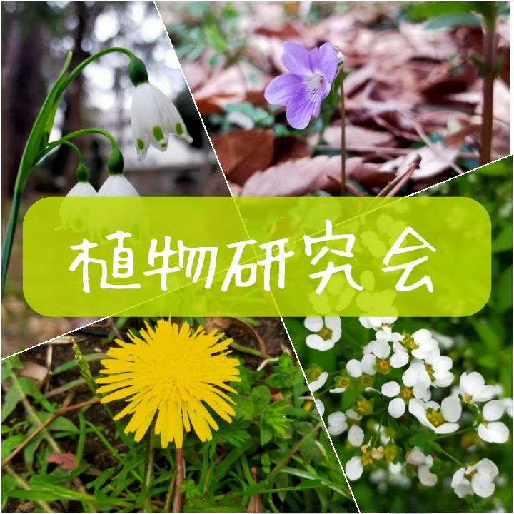 植物研究会
